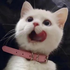 雷狮顶安迷修的生育
