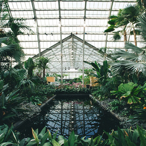 雷狮顶安迷修的生育
